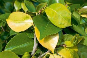 کمبود نیتروژن در گیاهان
